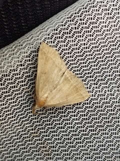 Pechipogo plumigeralis - tollascsápú karcsúbagoly