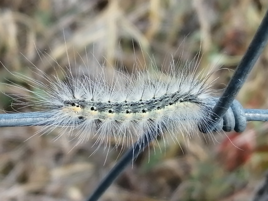Hyphantria cunea - amerikai fehér medvelepke