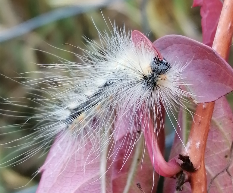 Hyphantria cunea - amerikai fehér medvelepke
