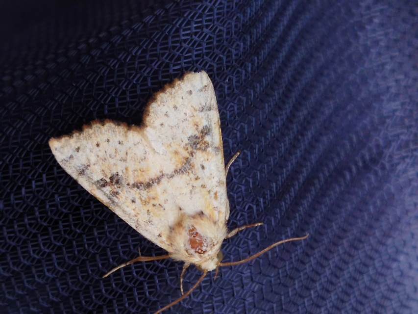 Tiliacea sulphurago - kénes sárgabagoly