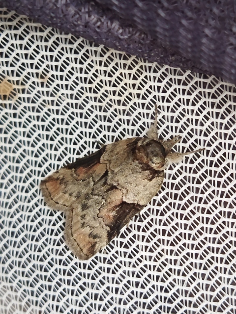 Nycteola siculana - fűz-trapézbagoly