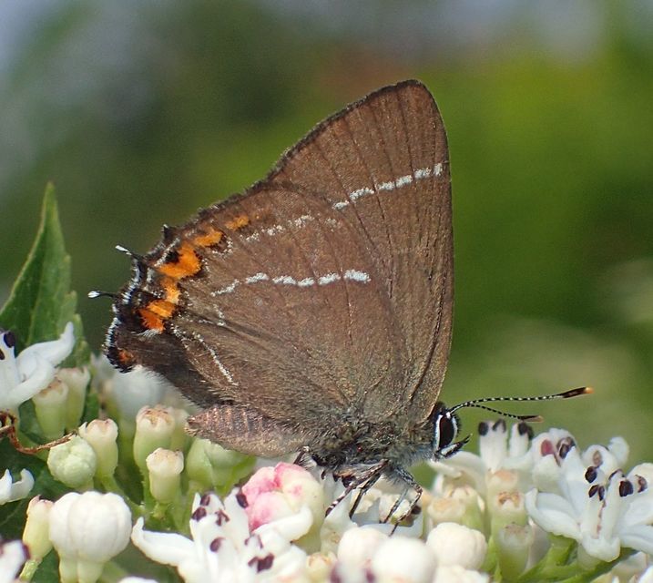Satyrium w-album - szilfa-csücsköslepke