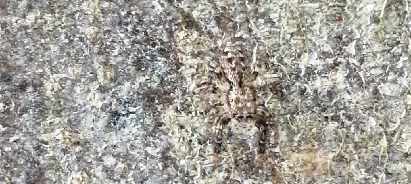 Marpissa muscosa - mohos ugrópók