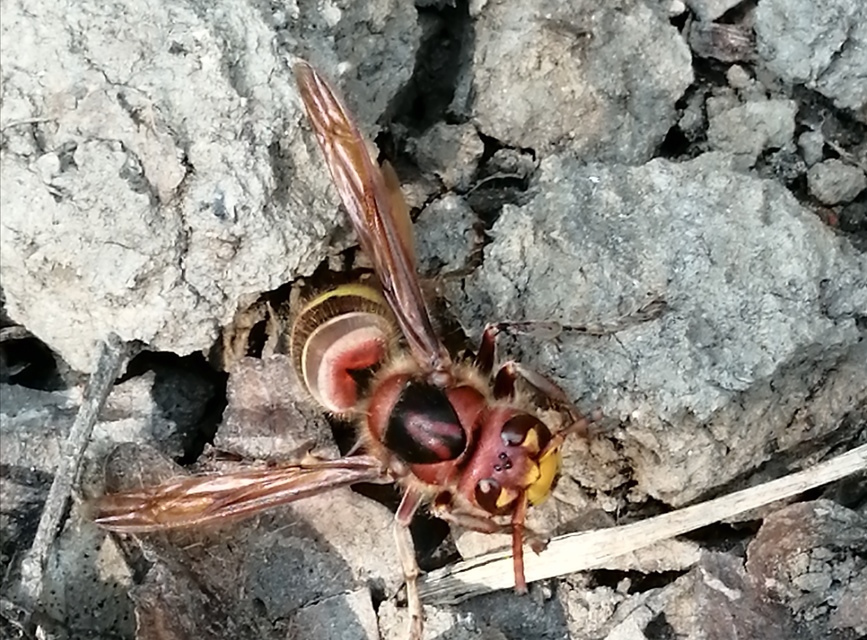 Vespa crabro - lódarázs