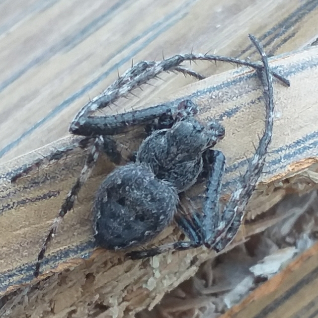 Nuctenea umbratica - közönséges rés-keresztespók