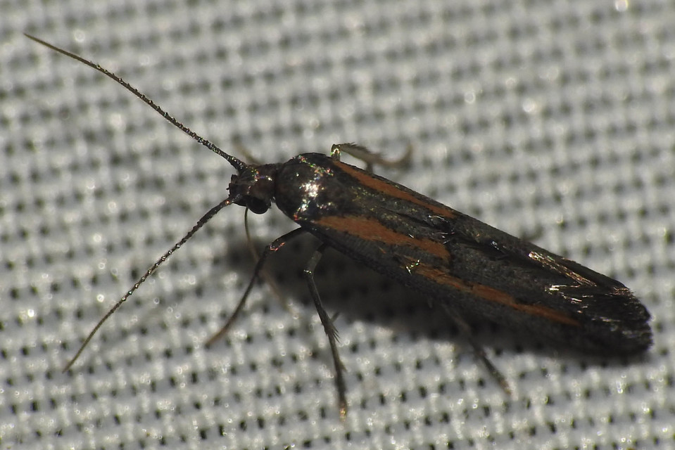 Ochromolopis ictella - zsellérke-íveltmoly