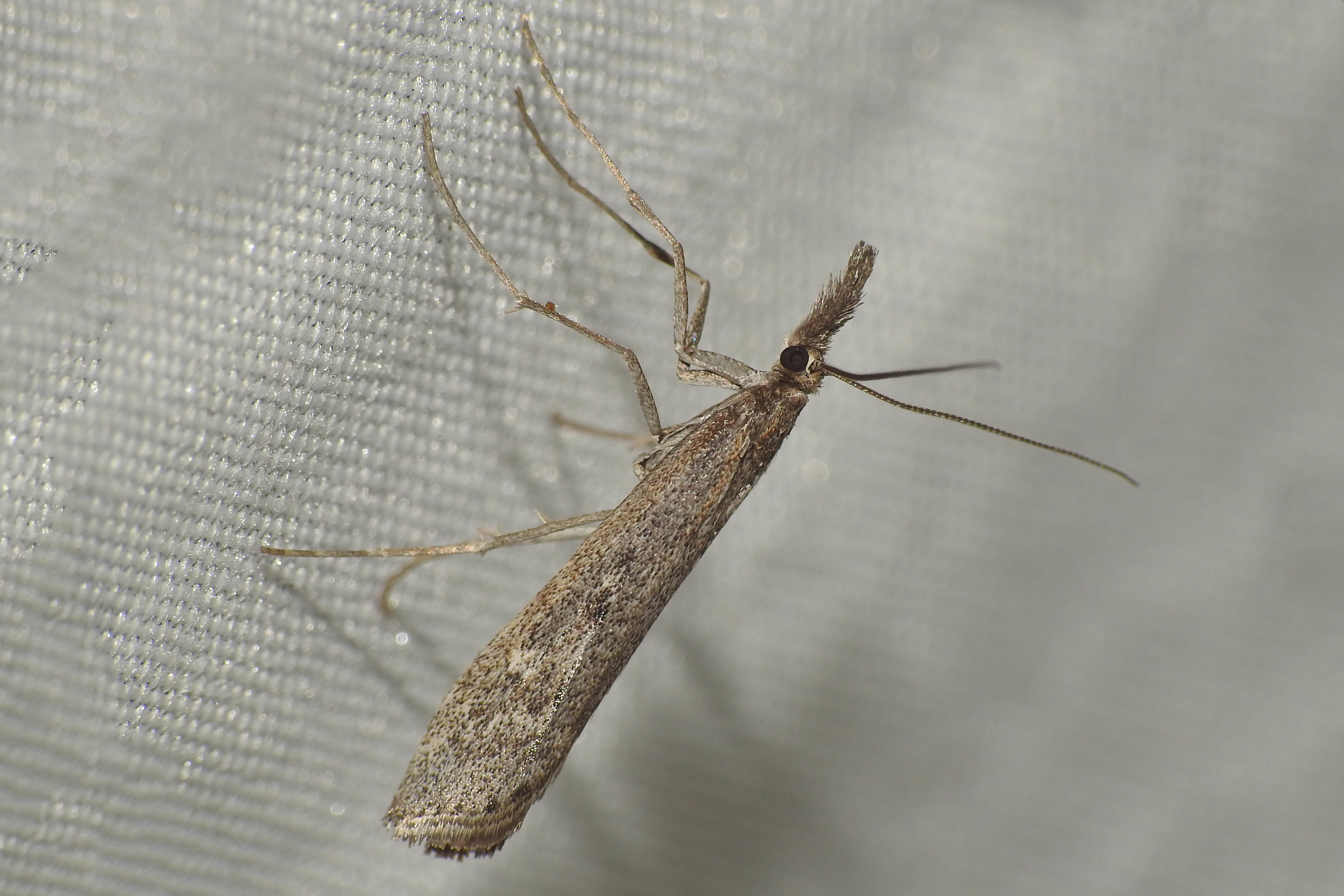 Pediasia matricella - alföldi fűgyökérmoly