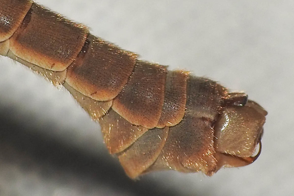 Tipula