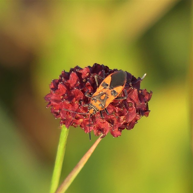 Corizus hyoscyami - piros karimáspoloska