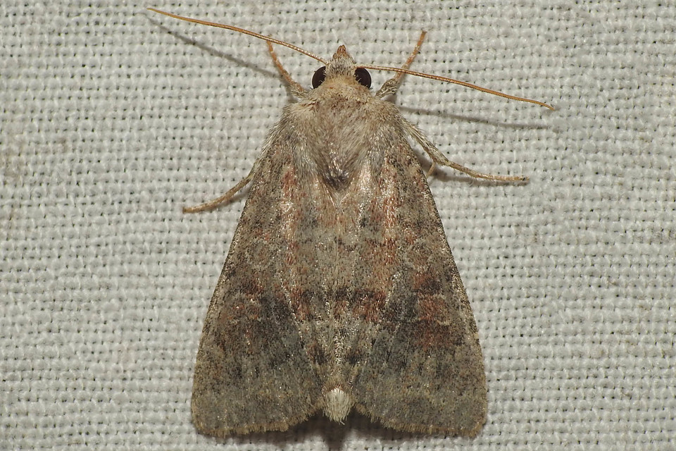 Parastichtis suspecta - sötét erdeibagoly