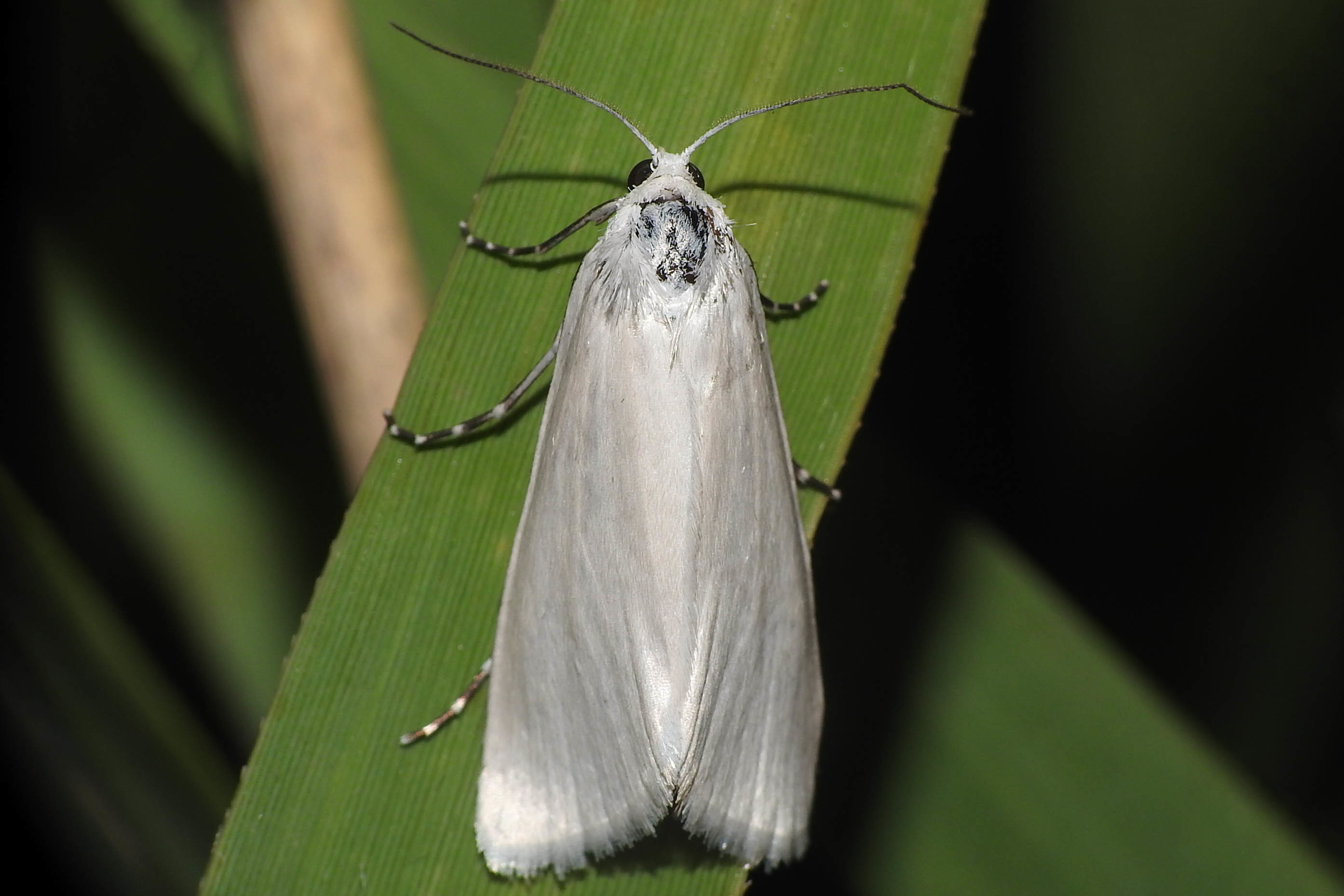Scirpophaga praelata - kócsagmoly