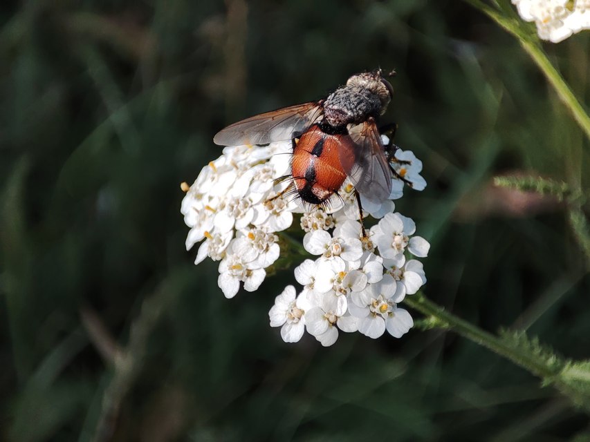 Peleteria rubescens
