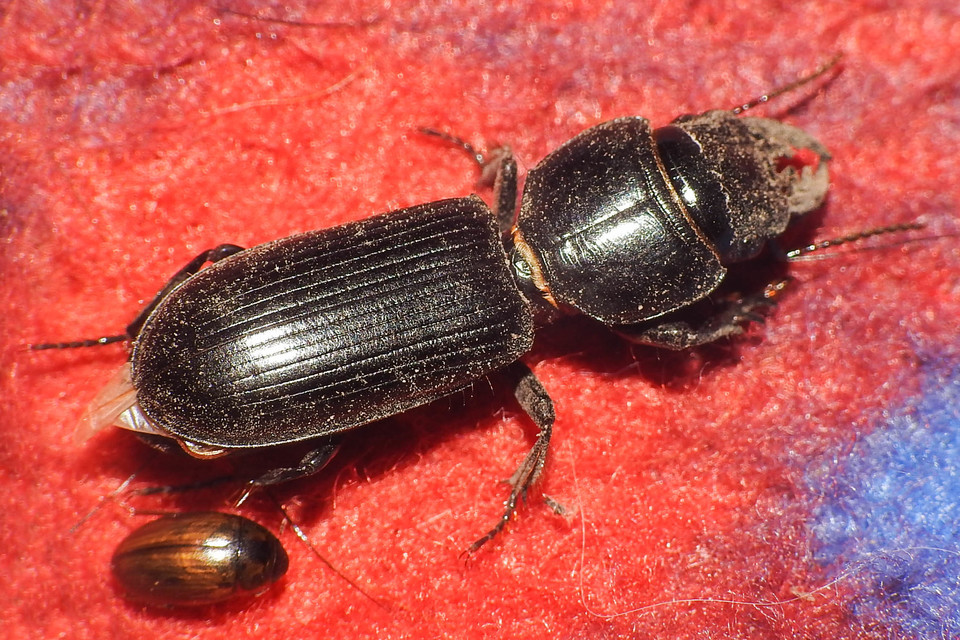 Scarites terricola - vájárfutó