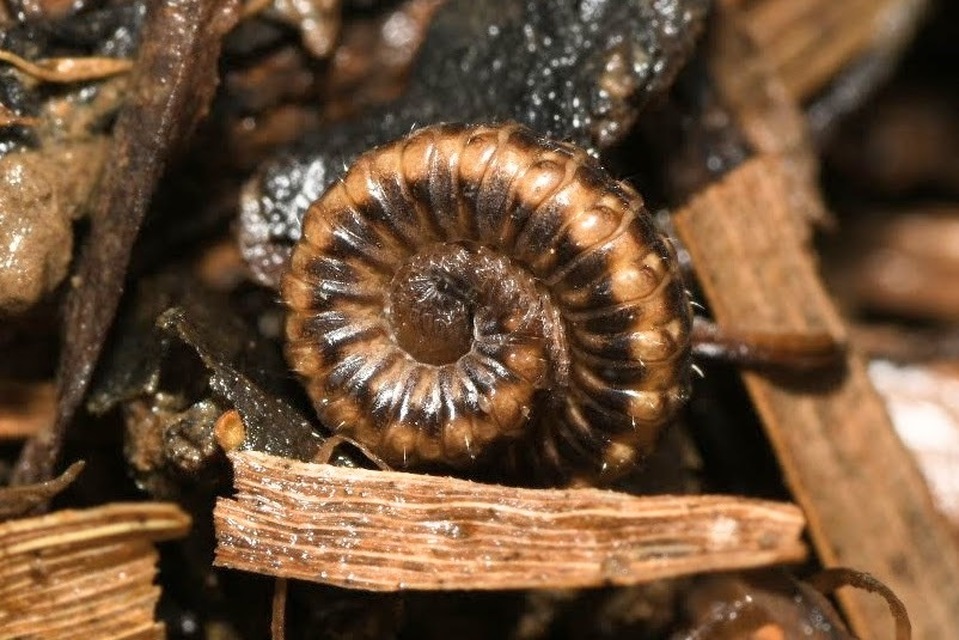 Craspedosoma raulinsii