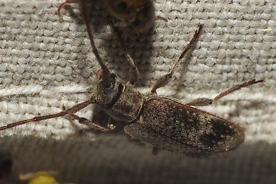 Exocentrus adspersus - tölgyfa-rőzsecincér