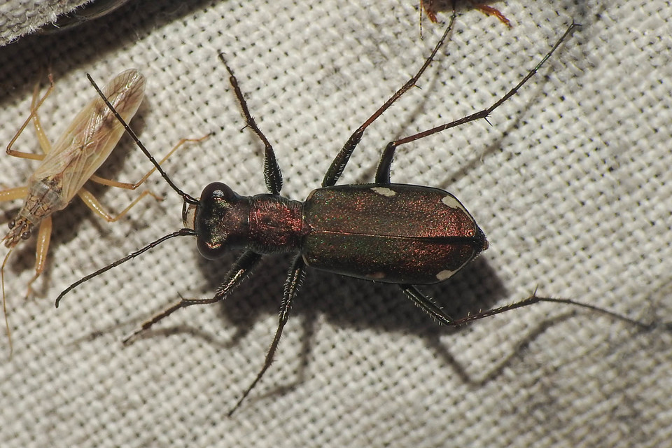 Cylindera germanica - parlagi homokfutrinka