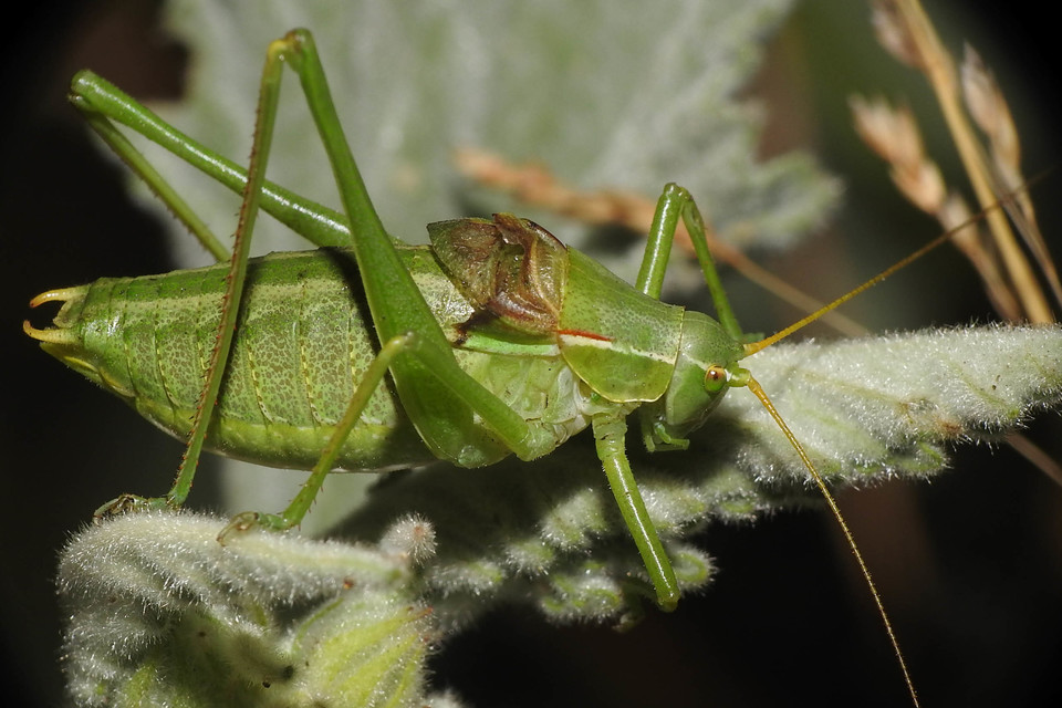 Isophya costata - magyar tarsza