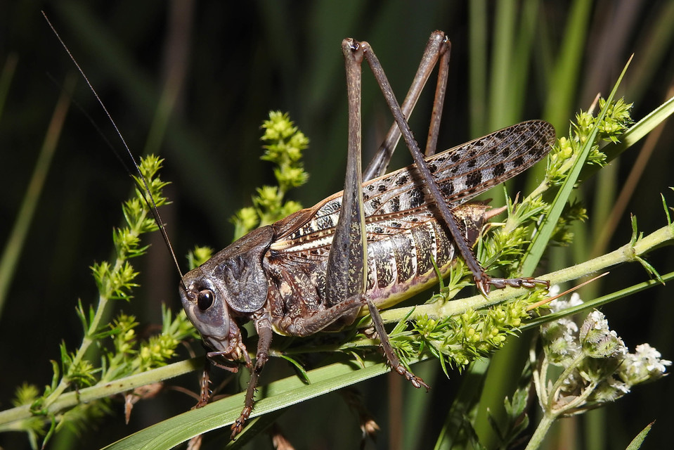 Decticus verrucivorus - szemölcsevő szöcske