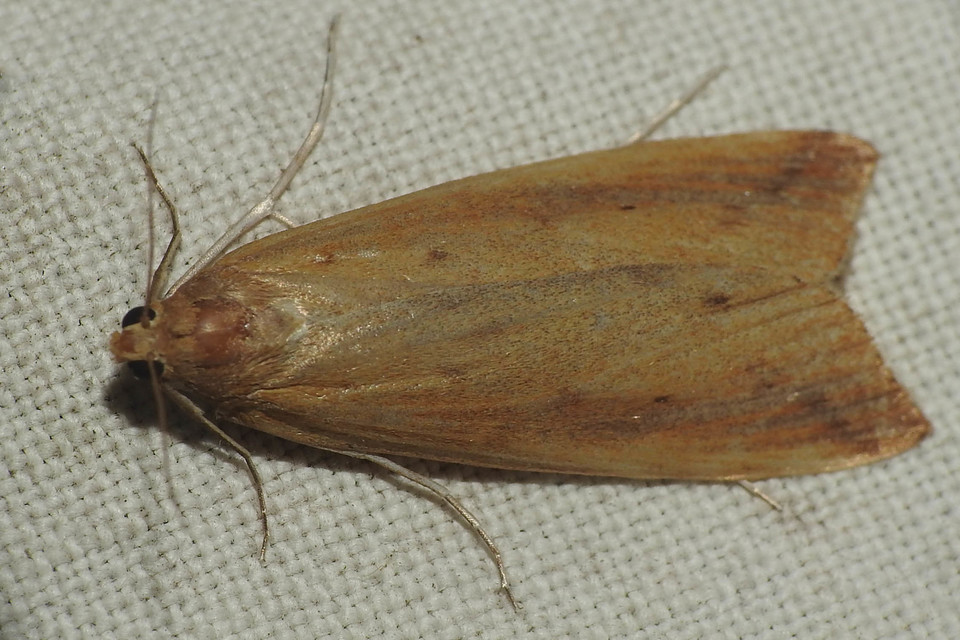 Schoenobius gigantella - óriás nádfúrómoly