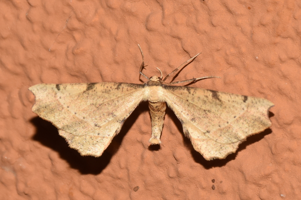 Artiora evonymaria - kecskerágó-araszoló