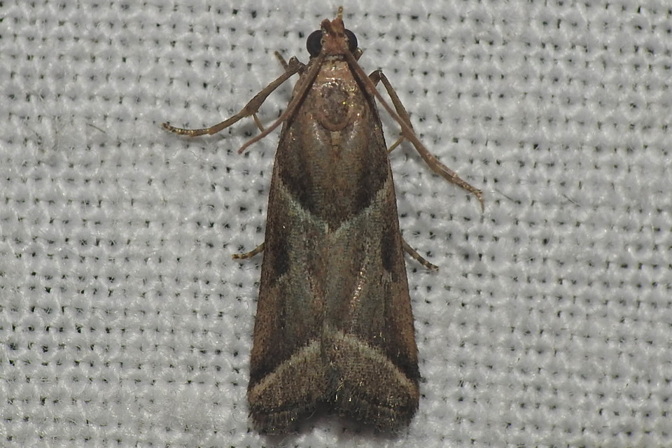 Nyctegretis lineana - agátszínű karcsúmoly