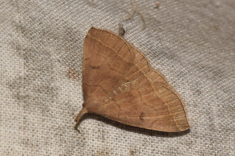 Pechipogo plumigeralis - tollascsápú karcsúbagoly