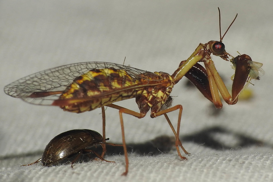 Mantispa styriaca - kétszínű fogólábú-fátyolka