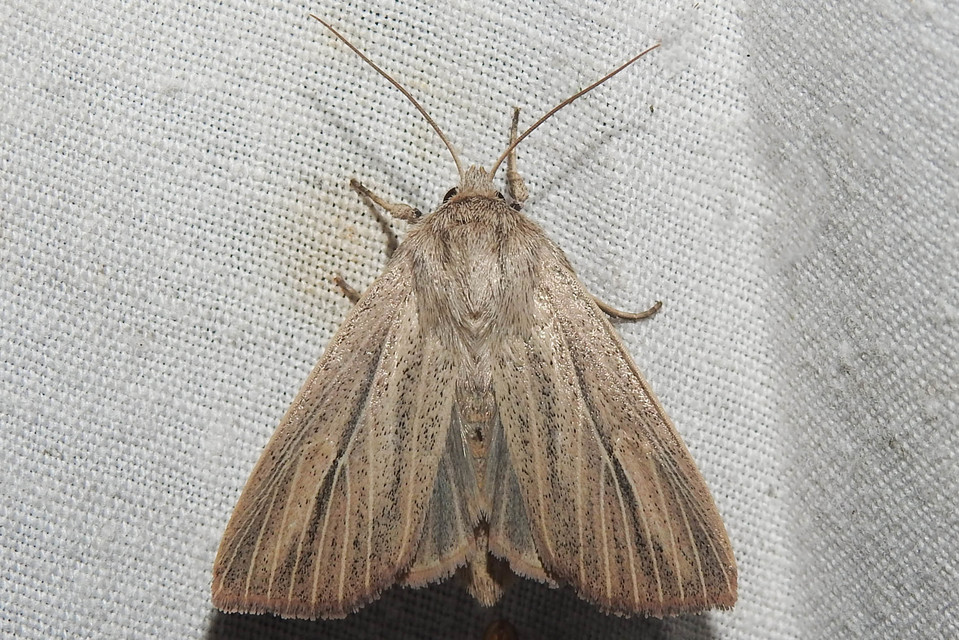 Mythimna pudorina - vörös rétibagoly