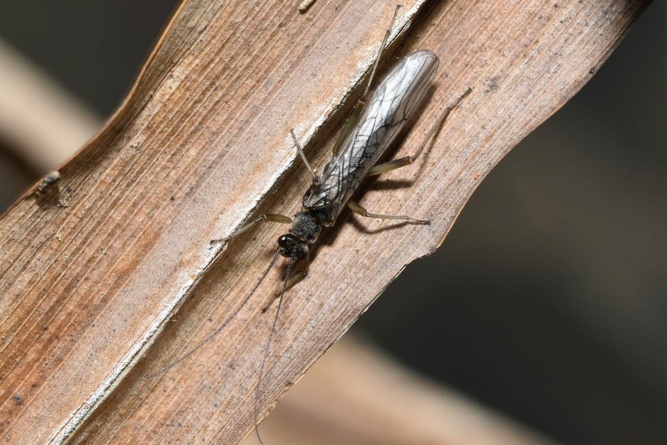 Nemouridae