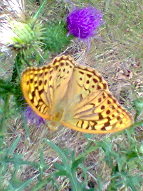 Argynnis pandora - zöldes gyöngyházlepke