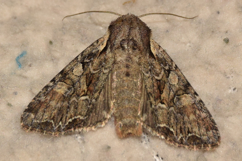 Lacanobia thalassina - borbolya-kertibagoly