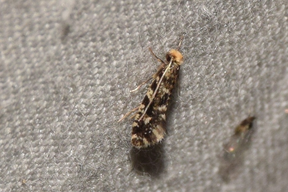 Nemapogon