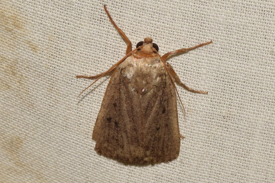 Amphipyra tragopoginis - bakszakállbagoly