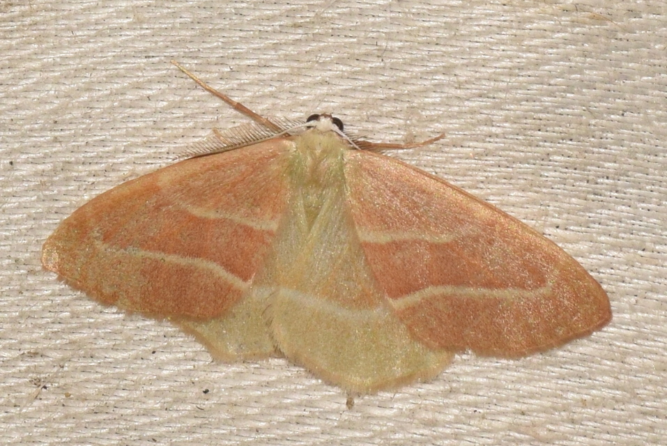 Hylaea fasciaria - erdeifenyő-sávosaraszoló