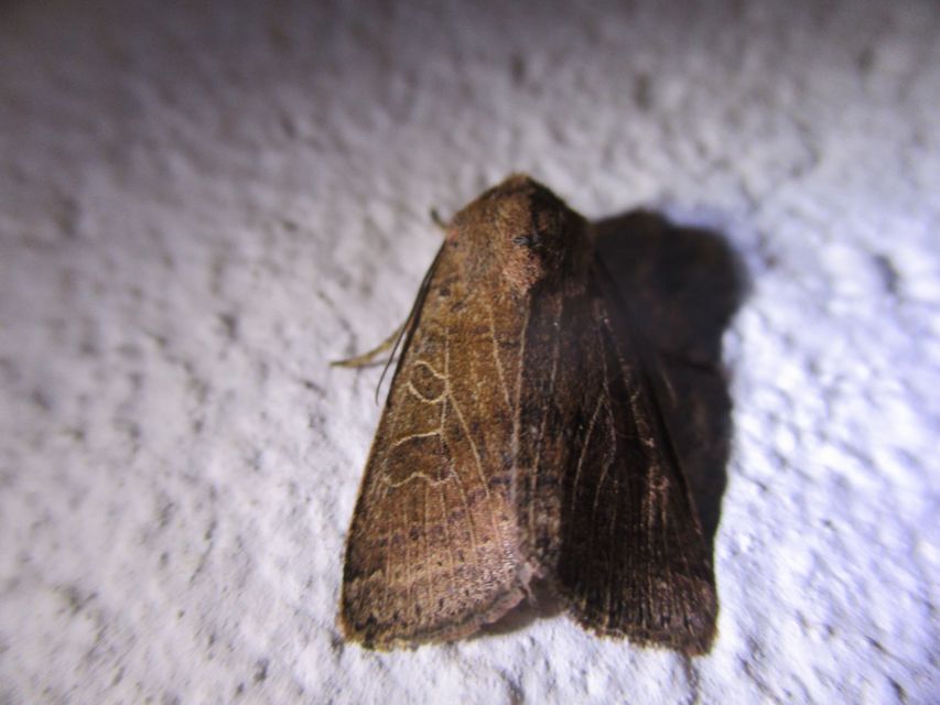 Anchoscelis nitida - rozsdabarna őszibagoly