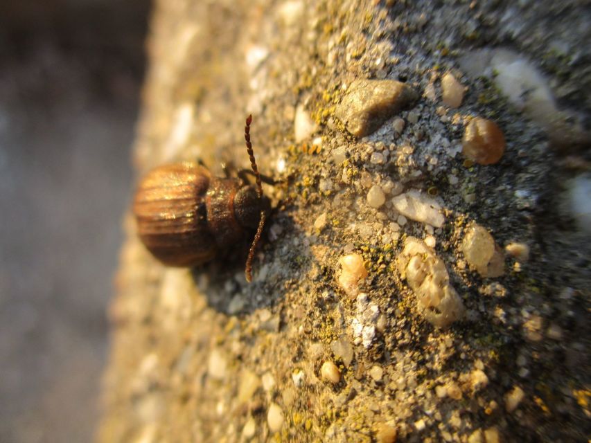 Galeruca pomonae - barna olajosbogár