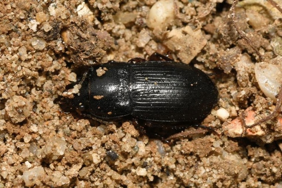 Harpalus caspius - keleti lomhafutó