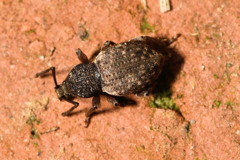 Otiorhynchus raucus - molyhos gyalogormányos