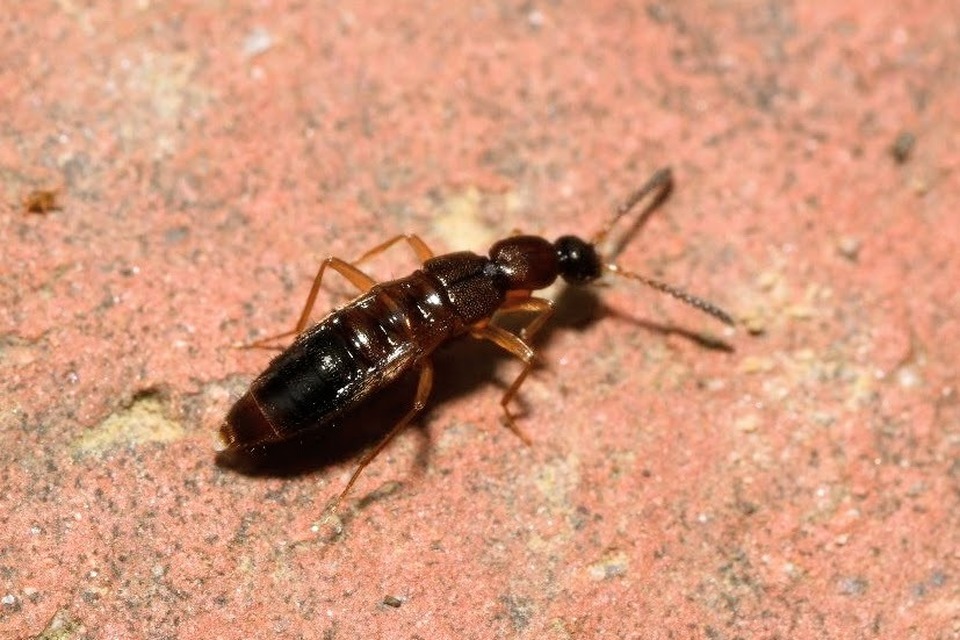 Drusilla canaliculata - közönséges hangyászholyva