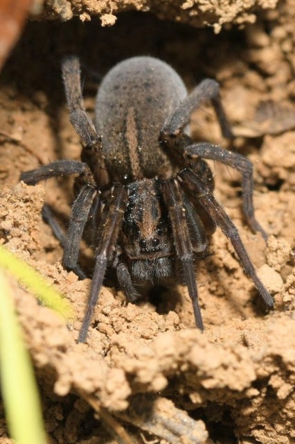 Trochosa