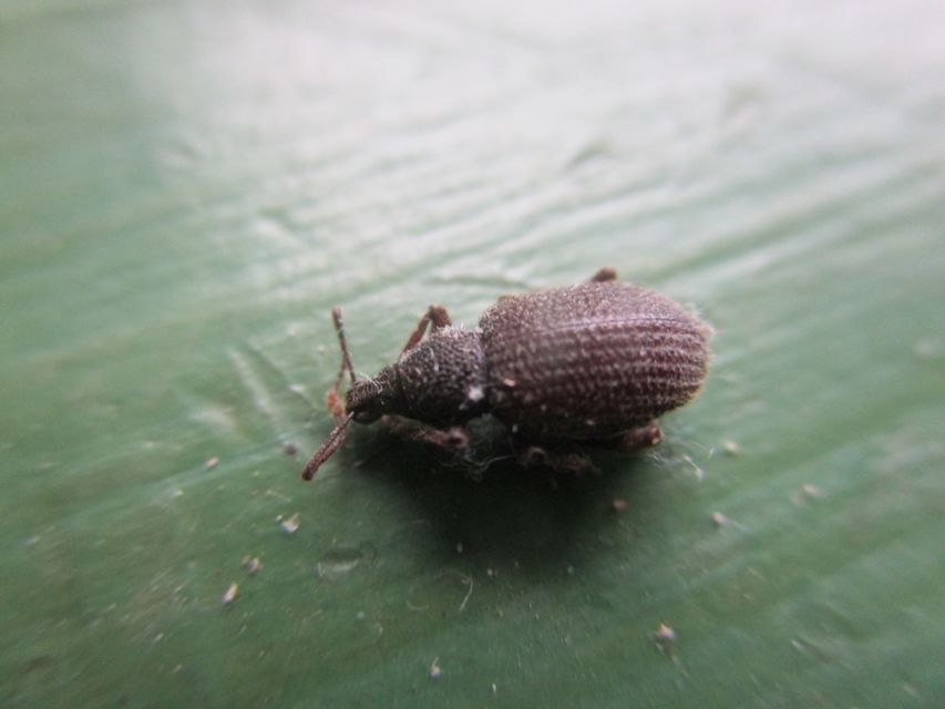 Otiorhynchus rugosostriatus - szamóca-gyalogormányos