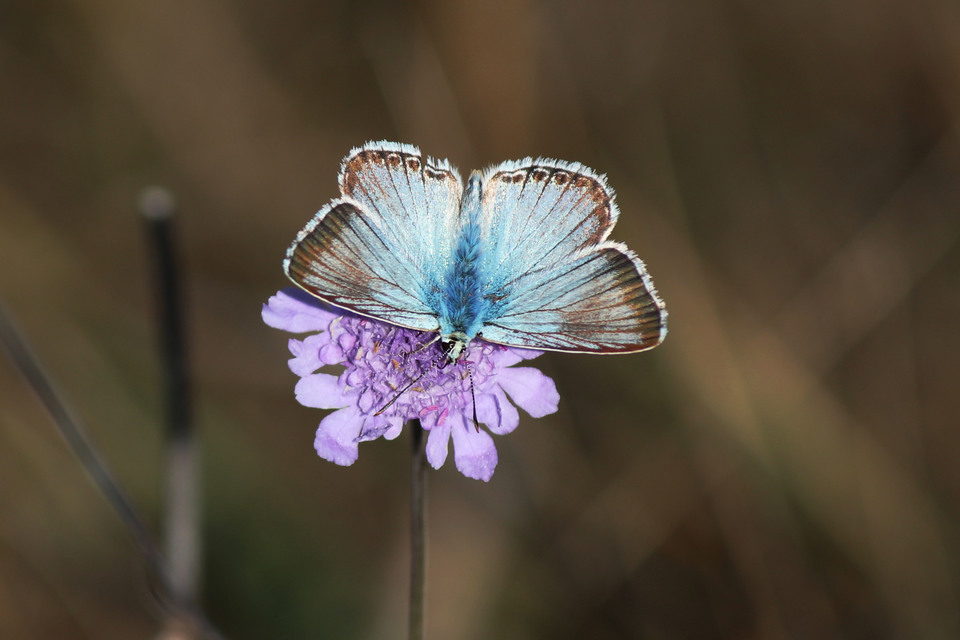 Polyommatus coridon - ezüstkék boglárka