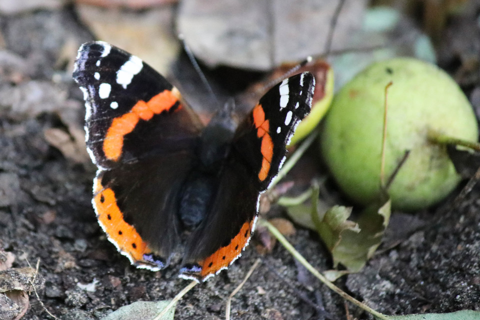 Vanessa atalanta - atalantalepke