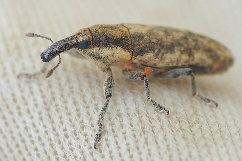 Lixus subtilis - disznóparéj-dudvabarkó