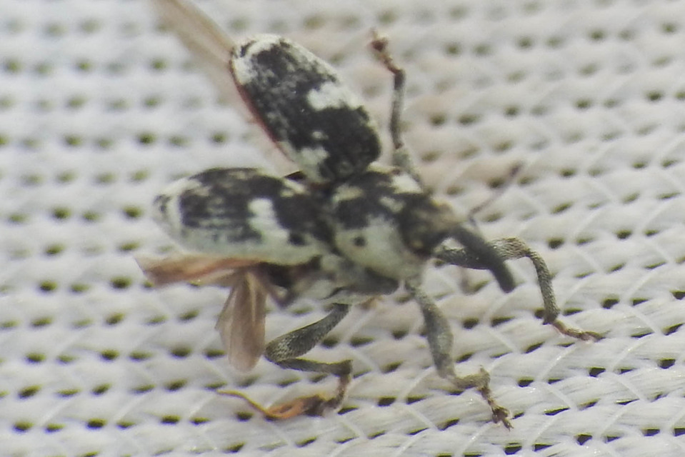 Hadroplontus litura - pompás aszatormányos