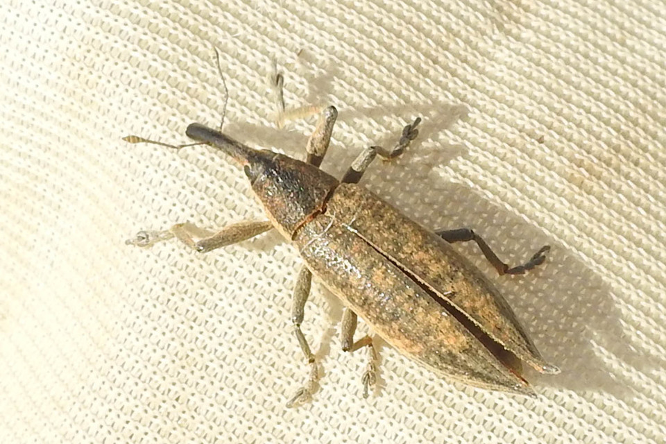 Lixus iridis - bürökfúró dudvabarkó