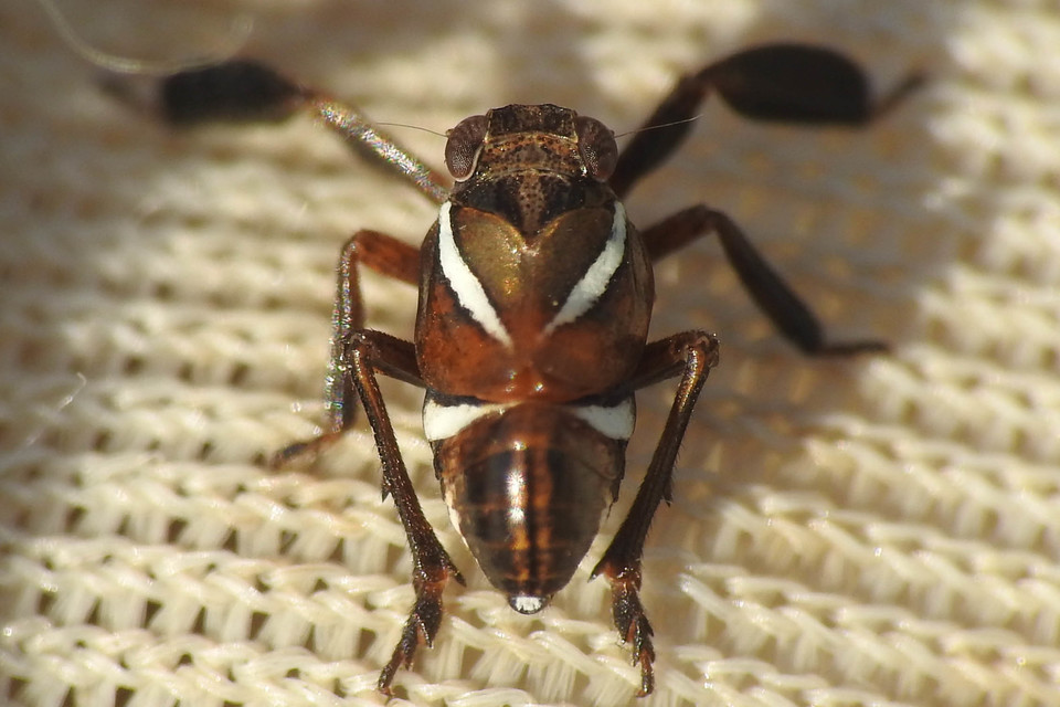 Caliscelidae
