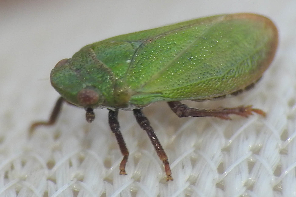 Tettigometridae - bőröskabócák