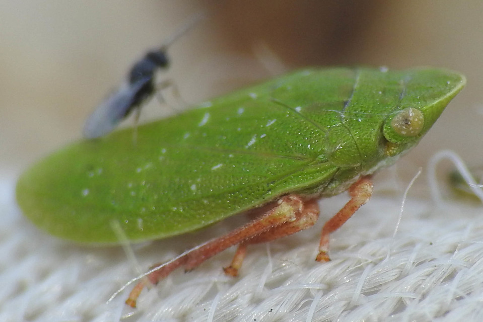 Tettigometra virescens