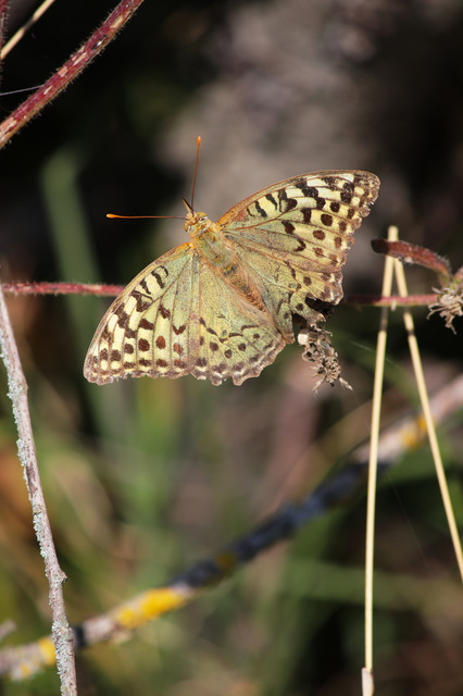 Argynnis pandora - zöldes gyöngyházlepke